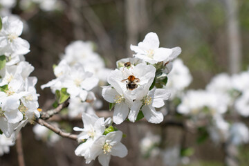 blooming apple tree branch with white flowers and fluffy bumblebee pollinating