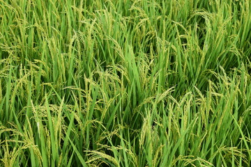 稔り始めた稲穂 山形庄内米