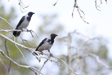 Hooded crow, Corvus cornix, Finland, Kuhmo