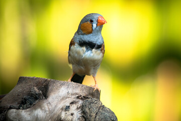 The zebra finches are two species of estrildid finch in the genus Taeniopygia found in Australia and Indonesia