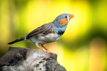 The zebra finches are two species of estrildid finch in the genus Taeniopygia found in Australia and Indonesia