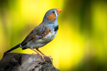 The Zebra Finch (Taeniopygia guttata)