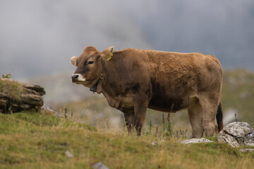 Domestic Cattle (Bos taurus) standing in an Alpine meadow in Julierpass, Graubünden, Switzerland