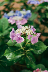 Hydrangea macrophylla, a species of flowering plant in the family Hydrangeaceae, with raindrops on it