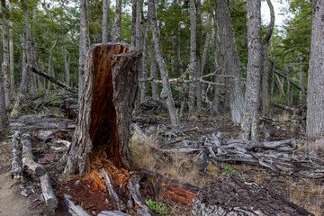 RESERVA PROVINCIAL LAGUNA NEGRA at Fagnano Lake near Tolhuin, Argentina, Tierra del Fuego, South America