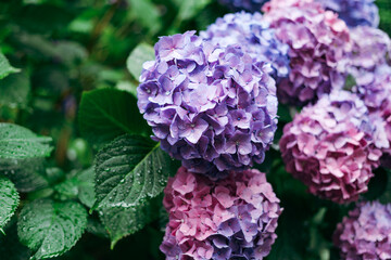 Purple Hydrangea macrophylla, a species of flowering plant in the family Hydrangeaceae, with raindrops on it