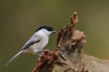 Obraz premium Willow tit, Poecile montanus, Finland, Kuhmo