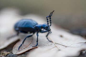 Meloe violaceus, the violet oil beetle.