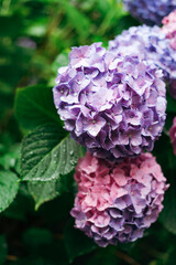 Purple Hydrangea macrophylla, a species of flowering plant in the family Hydrangeaceae, with raindrops on it