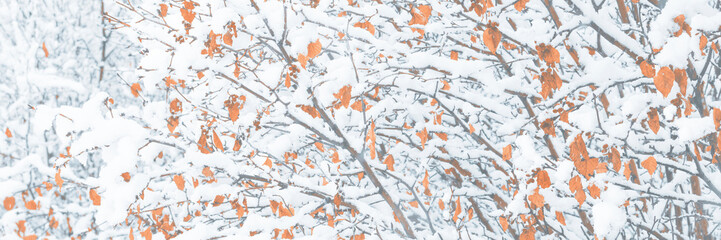 Snow on the branches of trees and bushes after a snowfall. Wide panoramic winter background with snow-covered trees. Autumn leaves on plants in a forest park. Cold snowy weather. Texture of fresh snow