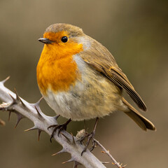 Large close up of a robin on a thorny branch.