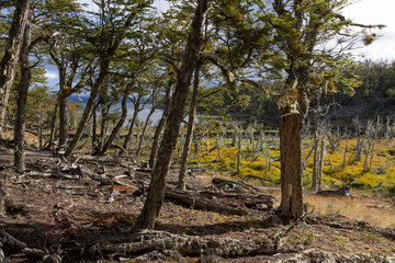 Fototapeta na wymiar RESERVA PROVINCIAL LAGUNA NEGRA at Fagnano Lake near Tolhuin, Argentina, Tierra del Fuego, South America