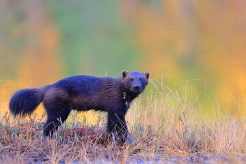 Wolverine, Gulo gulo, Finland