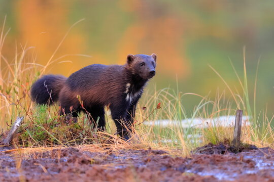 Wolverine, Gulo gulo, Finland