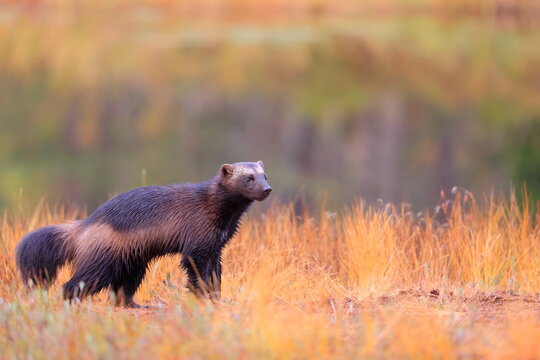 Wolverine, Gulo gulo, Finland