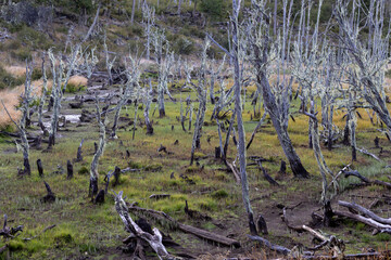 RESERVA PROVINCIAL LAGUNA NEGRA at Fagnano Lake near Tolhuin, Argentina, Tierra del Fuego, South America
