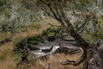 RESERVA PROVINCIAL LAGUNA NEGRA at Fagnano Lake near Tolhuin, Argentina, Tierra del Fuego, South America