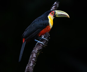 Red-breasted Toucan portrait on stick on rainy day against black background