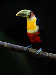 Red-breasted Toucan portrait on stick on rainy day against black background
