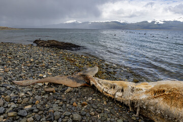 Dead whale killed in an accident with a boat laying on a stony beach near Puerto Almanza, Ushuaia, Tierra del Fuego, Argentina, South America 