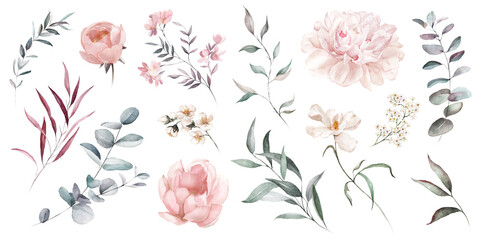 Watercolor floral illustration elements set - green leaves, pink peach blush white flowers, branches. Wedding invitations, greetings, wallpapers, fashion, prints. Eucalyptus, olive, peony, rose. © Veris Studio