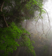 fog in the rain forest with very green tree in a state park california - 575463700