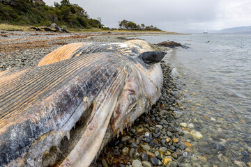 Dead whale killed in an accident with a boat laying on a stony beach near Puerto Almanza, Ushuaia, Tierra del Fuego, Argentina, South America 