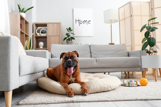 Boxer dog lying on pet bed at home