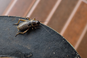 crickets as pet bird feed