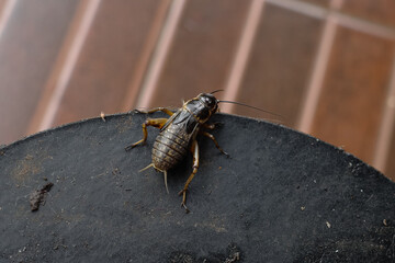 crickets as pet bird feed