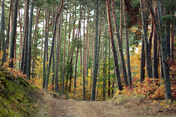 Colorful forest view. Woods in autumn. Walk path in the woods. Tall trees.