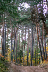Colorful forest view. Woods in autumn. Walk path in the woods. Tall trees.