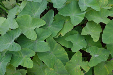 taro leaf wallpapers and backgrounds