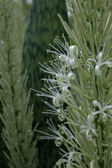 Obraz premium the beauty of mother-in-law's tongue flower