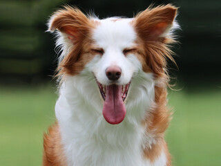 Lustiger rot-wei&szlig;er Border Collie mit langer Zunge