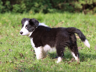 Verschmitzter Border-Collie-Welpe