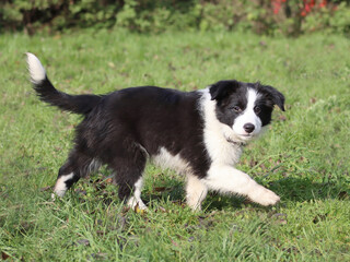 Fototapeta premium Border-Collie-Welpe