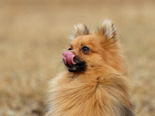 Zwergspitz leckt sich die Nase