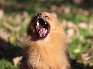 G&auml;hnender Zwergspitz