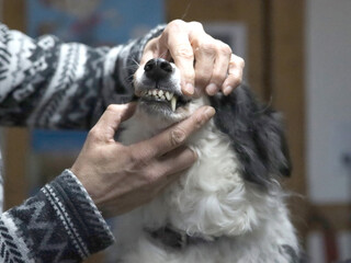 Border Collie beim Tierarzt