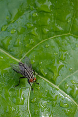 flies perch on the leaves