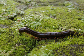 the life of a millipede in nature