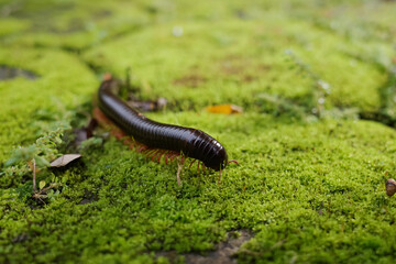 the life of a millipede in nature