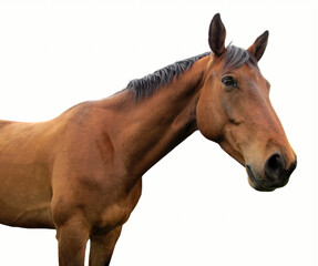 brown horse isolated on white background country farm animal