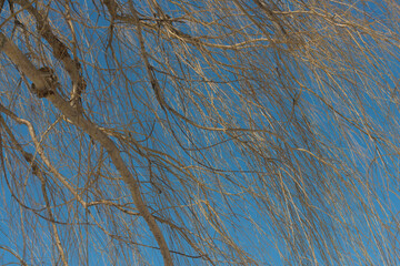 bare willow branches on blue sky