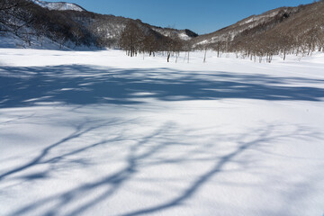 晴れた日の雪原に映る木の影