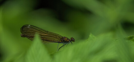 A dragonfly closeup in wildlife on a leaf, copy space