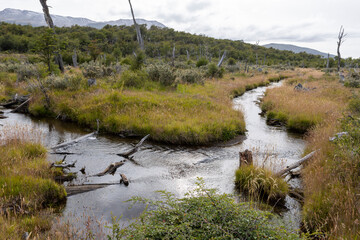 Beaver habitat in Tierra del Fuego National Park near Ushuaia, Argentina, South America