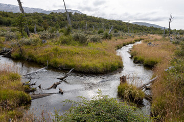 Beaver habitat in Tierra del Fuego National Park near Ushuaia, Argentina, South America
