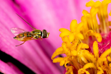 Margined calligrapher fly flying to zinnia flower. Insect and wildlife conservation, habitat...